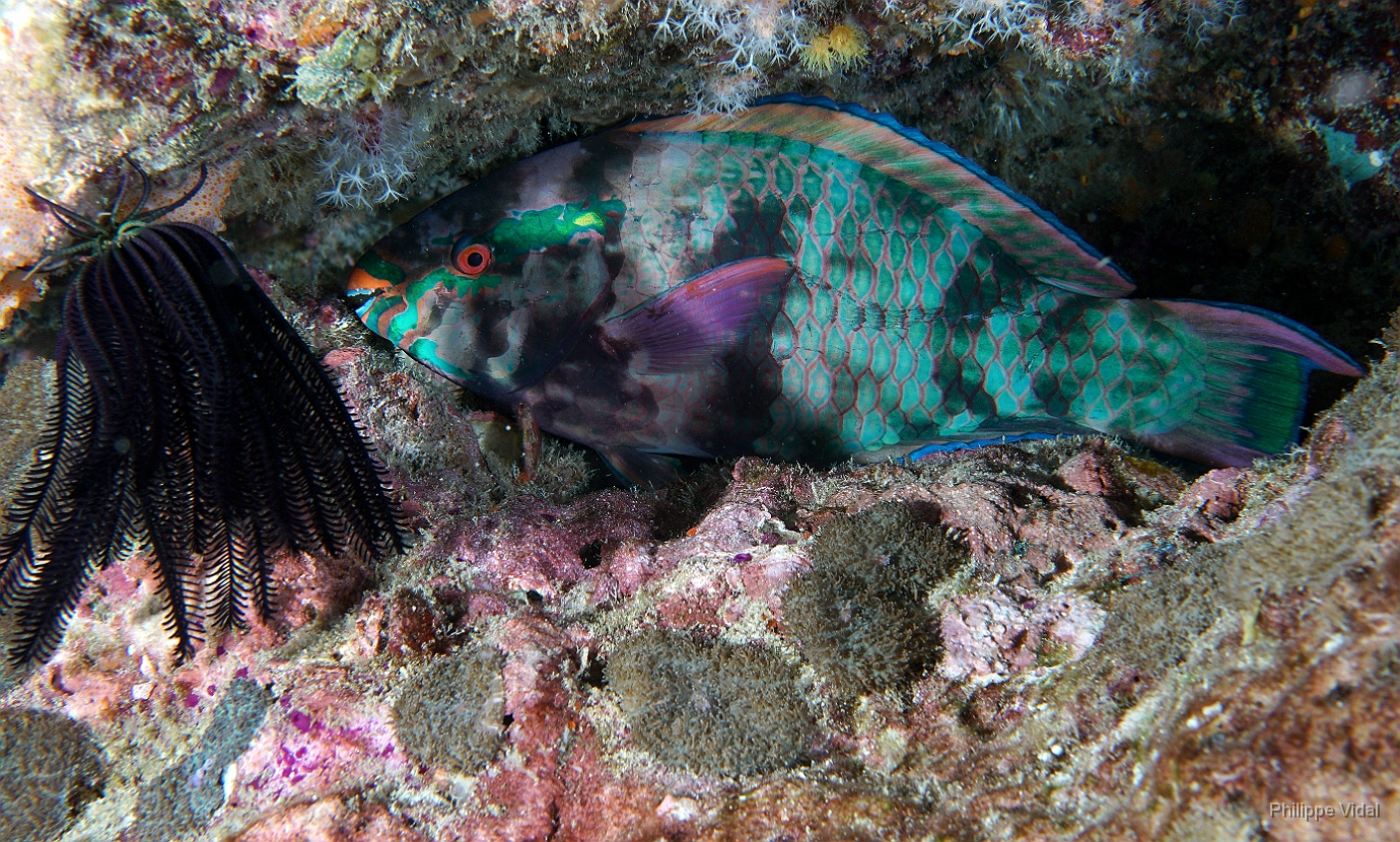 Birmanie - Mergui - 2018 - DSC02781 - Bartail Parrotfish - Perroquet a caudale barree - Scarus caudofasciatus.jpg